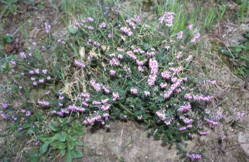 besenheide-calluna-vulgaris-l-hull-13796.jpeg