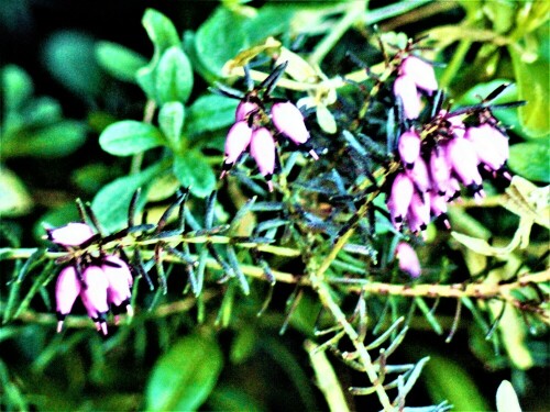 besenheide-calluna-vulgaris-l-hull-28123.jpeg