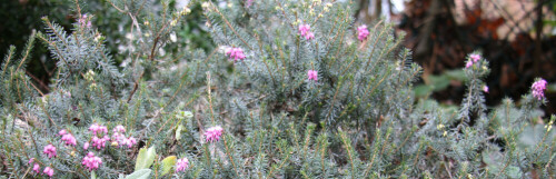 Besenheide mit gelegentlich Blüten
https://de.wikipedia.org/wiki/Besenheide

Aufnameort: Eiershausen Straßenböschung(Rabatte)
Kamera: Canon EOS 700D