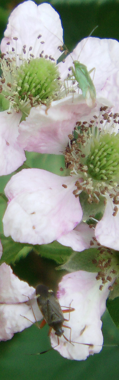 Auch Wanzen finden sich gelegentlich auf Brombeerblüten ein.
Bild im Internet zur gemeinen Zierwanze:
http://www.google.de/imgres?imgurl=http://www.naturspaziergang.de/Wanzen/Miridae/Miridae_Fotos/Adelphocoris_lineolatus.jpg&imgrefurl=http://www.naturspaziergang.de/Wanzen/Miridae/Adelphocoris_lineolatus.htm&h=650&w=900&tbnid=pO3Nr1sWeQ9KWM:&zoom=1&tbnh=90&tbnw=125&usg=__nFQOOVtwBm_1uuKYy61wMBsipR8=&docid=xKOubntqfMNsZM&sa=X&ei=7Ge6U86zJsey7AbBuIDICQ&ved=0CEwQ9QEwCA&dur=316
http://www.insektenbox.de/wanzen/zweiwe.htm

Aufnameort: Eiershausen Garten
Kamera: Medion Digitaler Full-HD-Camcorder mit Touchscreen Medion Life