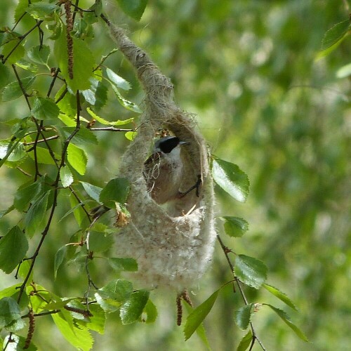 Bei einer BUND-Exkursion in der Nähe von Salzwedel, gelang
mir diese Aufnahme. Die Beutelmeise bei Bau des Nestes zu fotografieren, ist wohl der Traum eines jeden Naturfotografen.
Ich war hellauf begeistert.

Aufnameort: Salzwedel/Deutschland
Kamera: Lumix FZ 48