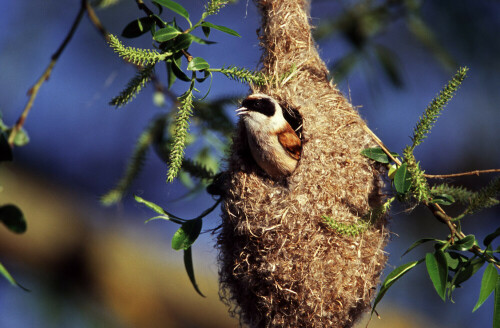 beutelmeise-am-nest-298.jpeg