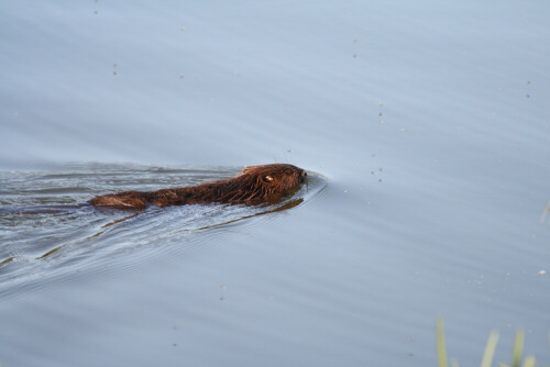 Einer der Biber die auf der Vogelinsel in Mittelfranken zuhause sind.

Aufnameort: Vogelinsel bei Muhr in Mittelfranken
Kamera: Canon EOS400D + Canon EF 300 4.0 USM IS L