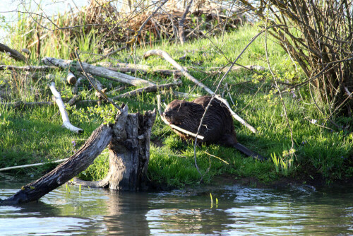 

Aufnameort: Vogelinsel bei Muhr in Mittelfranken
Kamera: Canon EOS400D + Canon EF 70-300 USM IS