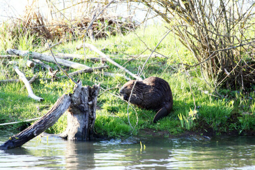 Ein Biber beim Fressen an Land.

Aufnameort: Vogelinsel bei Muhr in Mittelfranken
Kamera: Canon EOS400D + Canon EF 70-300 USM IS