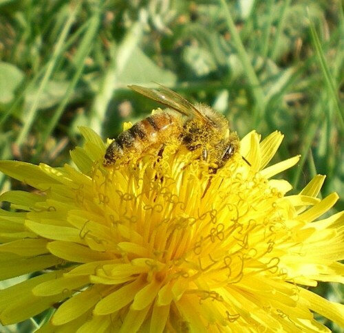 Honigbiene beim Pollensammeln auf Löwenzahnblüte

Aufnameort: Deutsch Evern
Kamera: Pentax Optio V10