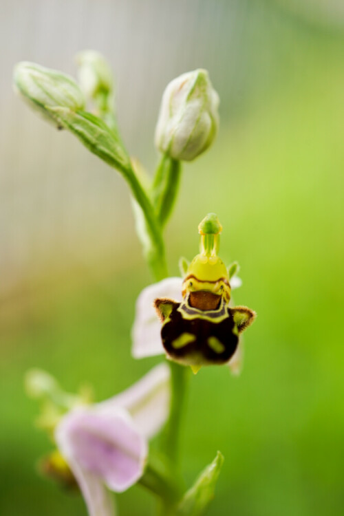 bienen-ragwurz-aus-etwas-anderer-perspektive-20911.jpeg