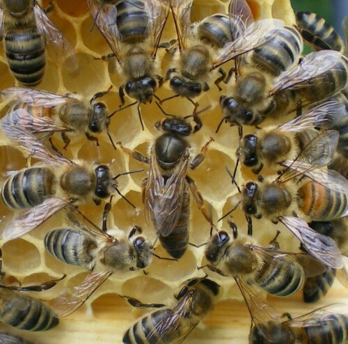 Bienenkönigin II mit Hofstaat

Aufnameort: Deutsch Evern
Kamera: Pentax Optio V10