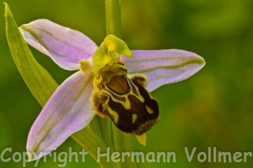 Im letzten Jahr wurden auf dem Rasen auf der Südseite unseres Wohnblocks 3 verschiedene Orchideenarten entdeckt, die sich dort angesiedelt haben. Dieses Bid zeigt eine der ersten heurigen Blüten der Bienenragwurz.

Aufnameort: DEU, BW, Schwieberdingen
Kamera: Nikon D300, Sigma Macro 3,5/180