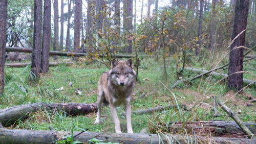 

Aufnameort: Schorfheide
