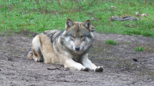 

Aufnameort: Schorfheide
