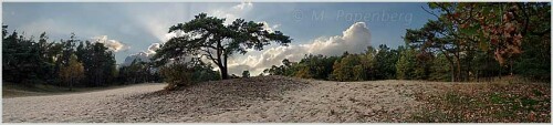 abendhimmel über der mit kiefern bestandenen halsmühlener düne - panoramafoto

Aufnameort: verden/aller
