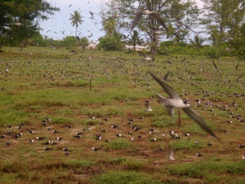 Die größten Vogelkolonie der Welt mit bis zu 3 Millionen Vögel

Aufnameort: Bird Island
Kamera: Casio