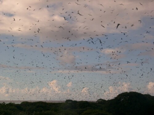 bird-island-vogelkolonie-150.jpeg