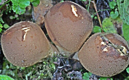 birnen-staubling-lycoperdon-piriforme-schaeff-pers-21754.jpeg