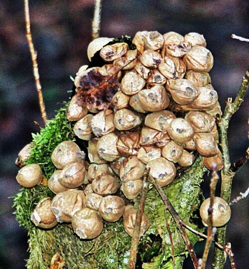 Die einzige Art Stäubling, die am Holz zersetzend (Saprobiont) aufwächst - innerhalb von Mitteleuropa.
https://de.wikipedia.org/wiki/Birnen-Stäubling


Aufnameort: Schwarzbachtal
Kamera: Canon EOS 1300D