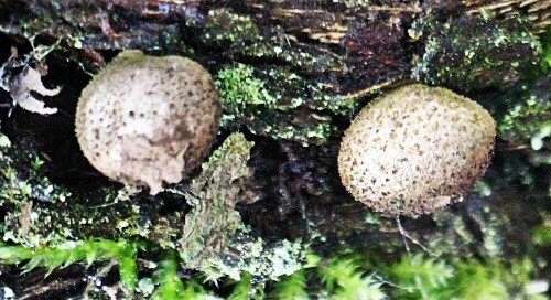 Der Birnenstäubling gehört zur Familie der Champignonverwandten
(Agaricaceae). In Mitteleuropa ist er häufig.
Er ist der einzige auf Holz wachsende Stäubling.
https://de.wikipedia.org/wiki/Birnen-Stäubling

Aufnameort: Eiershausen Garten
Kamera: Canon EOS 1300D