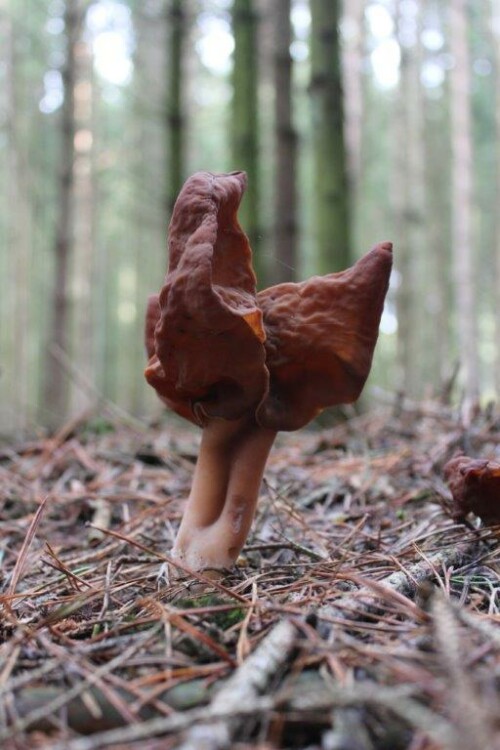 sehr interessanter Herbstpilz - die Bischofsmütze - leider tödlich giftig

Aufnameort: Landkreis Kelheim
Kamera: Canon EOS 60 D