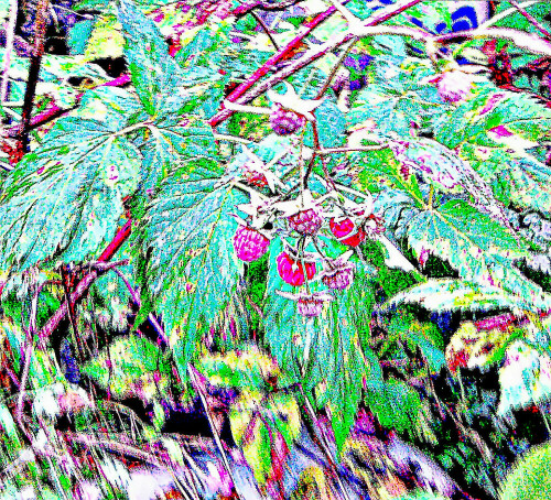 Die Himbeere(Rubus idea(L. )) gehört zur Familie der Rosengewächse(Rosaceae).
https://de.wikipedia.org/wiki/Himbeere

Aufnameort: Eiershausen Garten
Kamera: Medion Camcorder