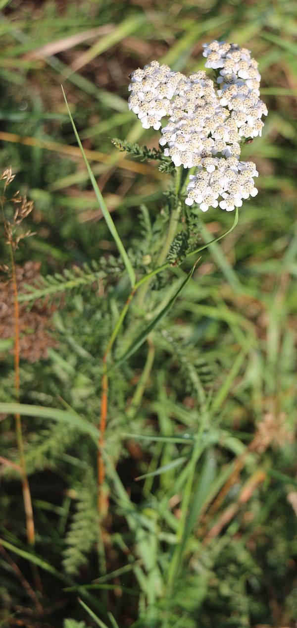 Die bittere Schafgarbe ähnelt einer "gefüllten" gemeinen Schafgarbe.
https://de.wikipedia.org/wiki/Bittere_Schafgarbe

Aufnameort: Eiershausen im Süden
Kamera: Canon EOS 700D