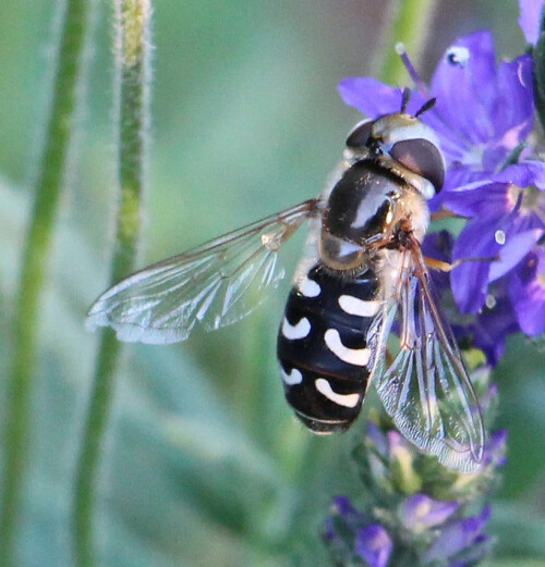 Eine Schwebfliege, die mit Hilfe ihrer Körperzeichnung wie -färbung erkannt werden kann.
http://www.insektenbox.de/zweifl/blasko.htm

https://www.youtube.com/watch?v=gTBpTCGEKmg

Aufnameort: Eiershausen Garten
Kamera: Canon EOS 700D