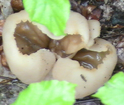 Ein hellbrauner Becherling, der gerne auf gedüngtem Boden vorkommt.
http://de.wikipedia.org/wiki/Blasiger_Becherling


Aufnameort: Eiershausen Hirschbergwald
Kamera: Medion Digitaler Full-HD-Camcorder mit Touchscreen Medion Life