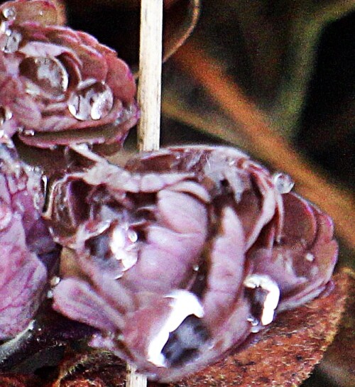 Die Akelei gehört zur Familie der Hahnenfußgewächsen(Ranunculaceae).
https://de.wikipedia.org/wiki/Akeleien

Aufnameort: Eiershausen Straßenrabatte
Kamera: Canon EOS 1300D