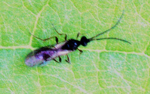 Eine Art Blattlauswespe, die ihre Eier per Stich in Blattläuse ablegt.
https://www.sciencedirect.com/topics/agricultural-and-biological-sciences/aphidiinae

Aufnameort: Eiershausen Garten
Kamera: Canon EOS 1300D