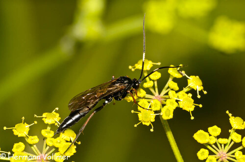 Kann mir jemand bei der Bestimmung dieses Insekts helfen? Ich vermute es ist eine Blattwespe.

Aufnameort: DEU, BW, Hemmingen, Zeilwald
Kamera: Nikon D300, Sigma 3,5/180 Macro, Blitz