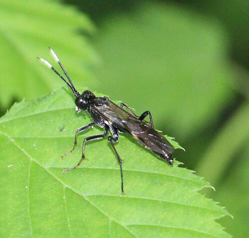 Eine weitere Blattwespenart, die durch ihre schwärzliche Körperfärbung auffallen kann. Lediglich ein weißes Band an ihrer Antennenspitze wirkt kontrastverstärkend.
https://en.wikipedia.org/wiki/Tenthredo_livida

Aufnameort: Eiershausen Waldrand des Hirschbergwaldes
Kamera: Canon EOS 700D