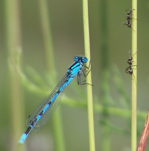 Blaue Federlibelle (Platycnemis pennipes) auf Lauer

Aufnameort: Schmaler See in Lauchhammer
Kamera: Kodak EasyShare