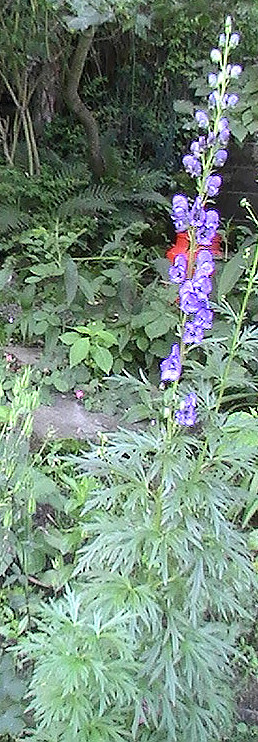 blauer-eisenhut-aconitum-napellus-l-12427.jpeg