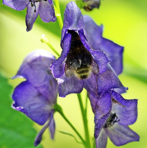 blauer-eisenhut-aconitum-napellus-l-19197.jpeg