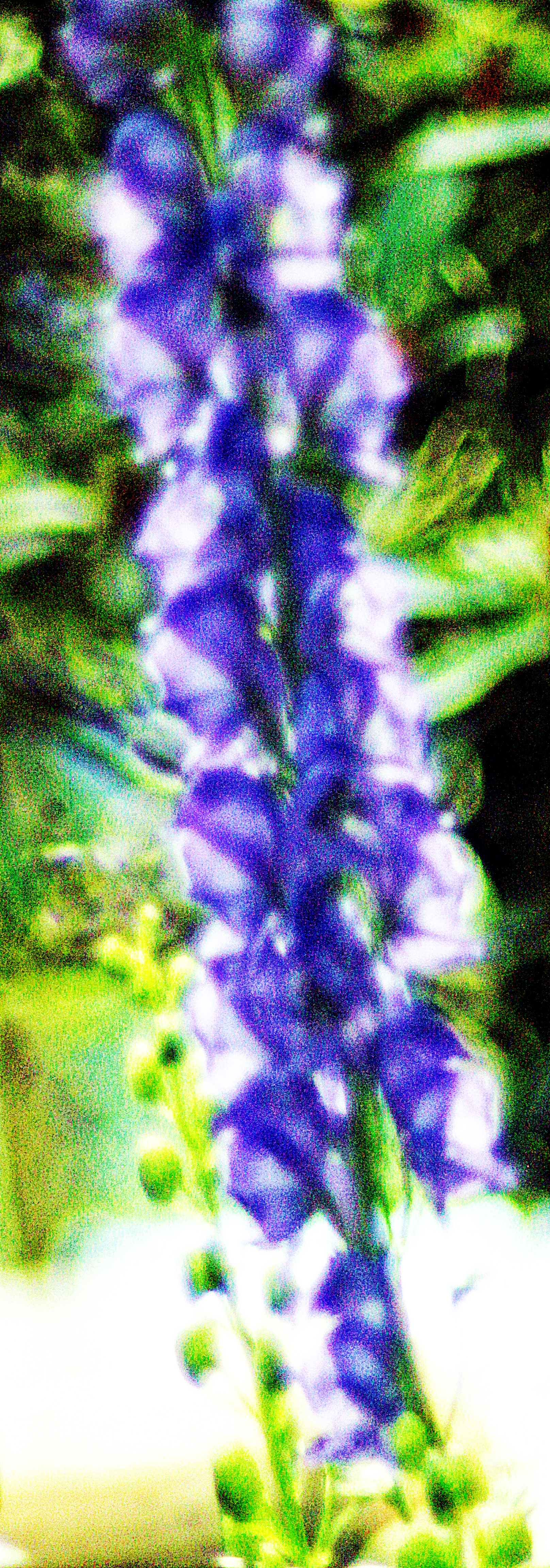 blauer-eisenhut-aconitum-napellus-l-28786.jpeg