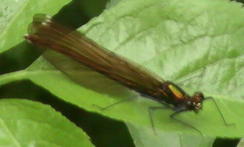 Eine kleine Libelle, die im Sommer in der Nähe von "sauberen" Gewässern angetroffen werden kann.
http://de.wikipedia.org/wiki/Blauflügel-Prachtlibelle

Aufnameort: Eiershausen Weiher "Am Steert" bzw. "Müller´s Hecke" (nord-)östlich von Eiershausen
Kamera: Medion Digitaler Full-HD-Camcorder mit Touchscreen Medion Life