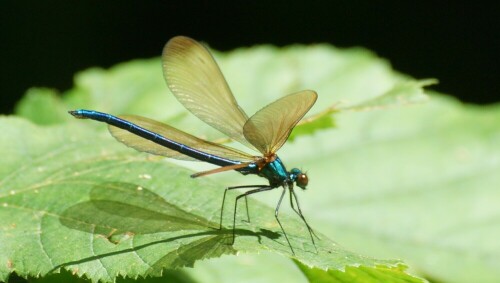 blauflugel-prachtlibelle-mannchen-21036.jpeg