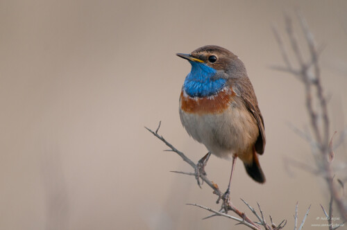 blaukehlchen-5863.jpeg