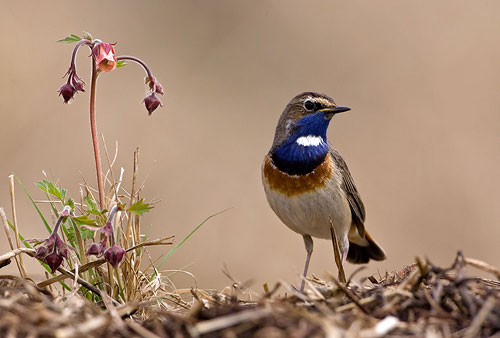 

Aufnameort: Franken
Kamera: EOS 1D2, 500mm