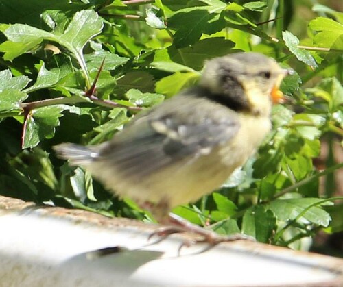 Ein Blaumeischen schreit - gerade flügge geworden - wie sein "Geschwisterchen" kräftig nach Futter.
http://de.wikipedia.org/wiki/Blaumeise

Videoclip hierzu:
https://youtu.be/qo0fjZpRQjM

Aufnameort: Eiershausen Garten
Kamera: Canon EOS 700D