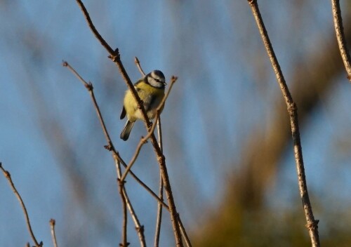 Eine Blaumeise sitzt in der Dezembersonne in der Brück-Merheimer Aue

Aufnameort: Brück-Merheimer Aue
Kamera: Sony Alpha 7/II