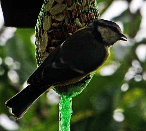 blaumeise-cyanistes-caeruleus--19545.jpeg