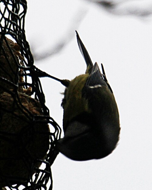 blaumeise-cyanistes-caeruleus--19946.jpeg