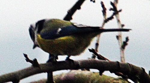 blaumeise-cyanistes-caeruleus--19947.jpeg