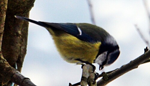 blaumeise-cyanistes-caeruleus--20060.jpeg