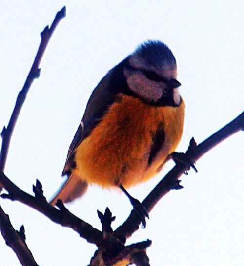 blaumeise-cyanistes-caeruleus--20119.jpeg