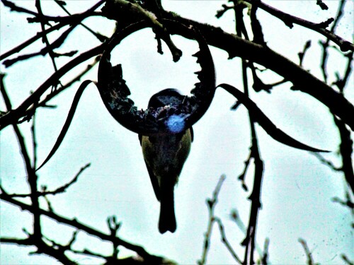 Jener Meisenring mag an einen Querschnitt eines Vogels oder Fisches
erinnern.
Blaumeisen sind beim Erklimmen von Dingen "geschickt."
https://de.wikipedia.org/wiki/Blaumeise

Aufnameort: Eiershausen Garten
Kamera: Medion Camcorder