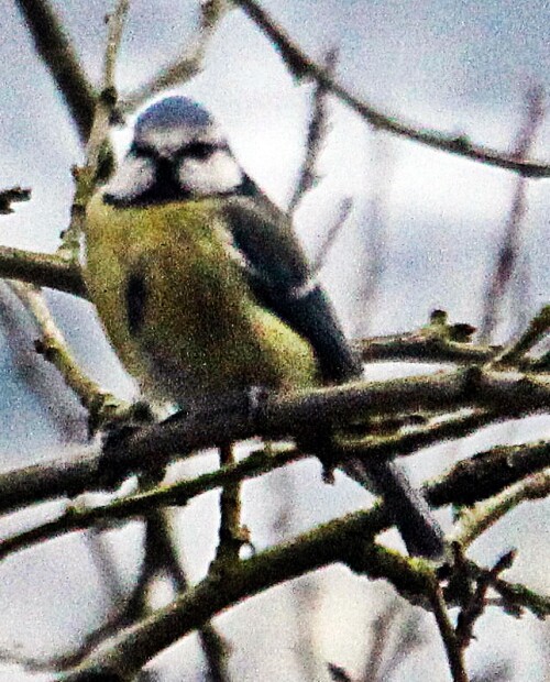 blaumeise-cyanistes-caeruleus-l-1758-01-19995.jpeg