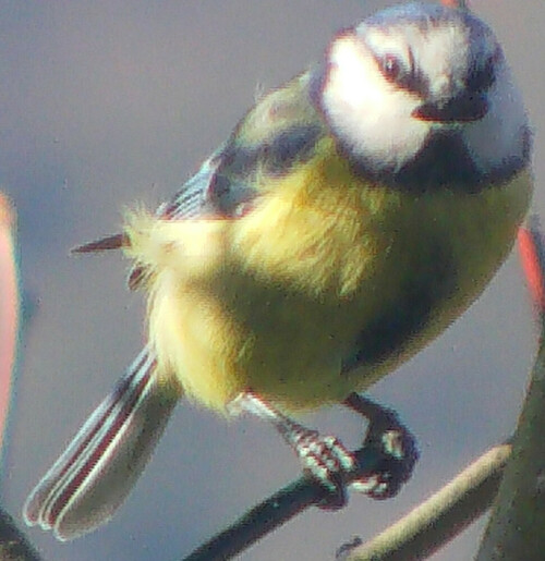 blaumeise-cyanistes-caeruleus-l-1758-1-13290.jpeg