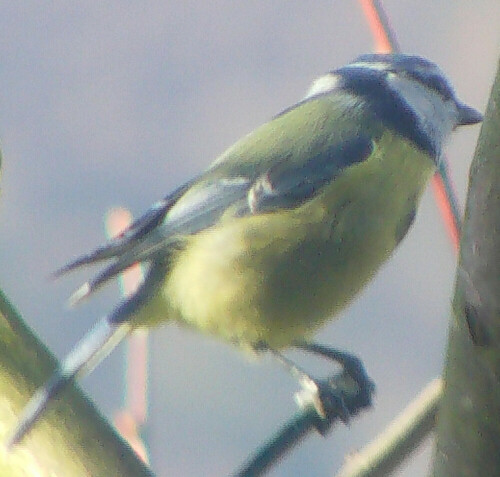 blaumeise-cyanistes-caeruleus-l-1758-13162.jpeg