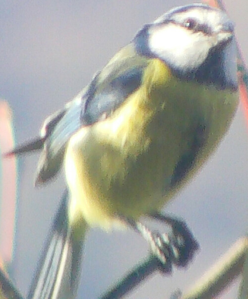 blaumeise-cyanistes-caeruleus-l-1758-13289.jpeg